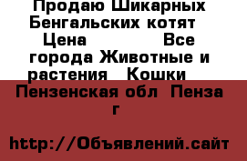 Продаю Шикарных Бенгальских котят › Цена ­ 17 000 - Все города Животные и растения » Кошки   . Пензенская обл.,Пенза г.